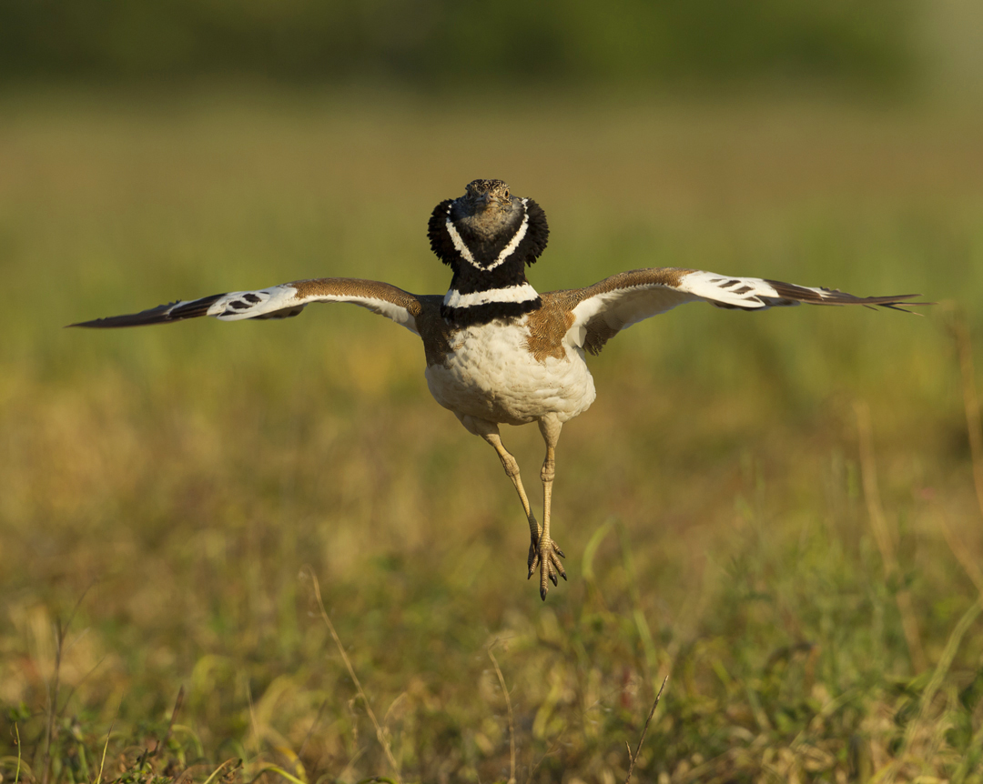 Pretty Little bustard