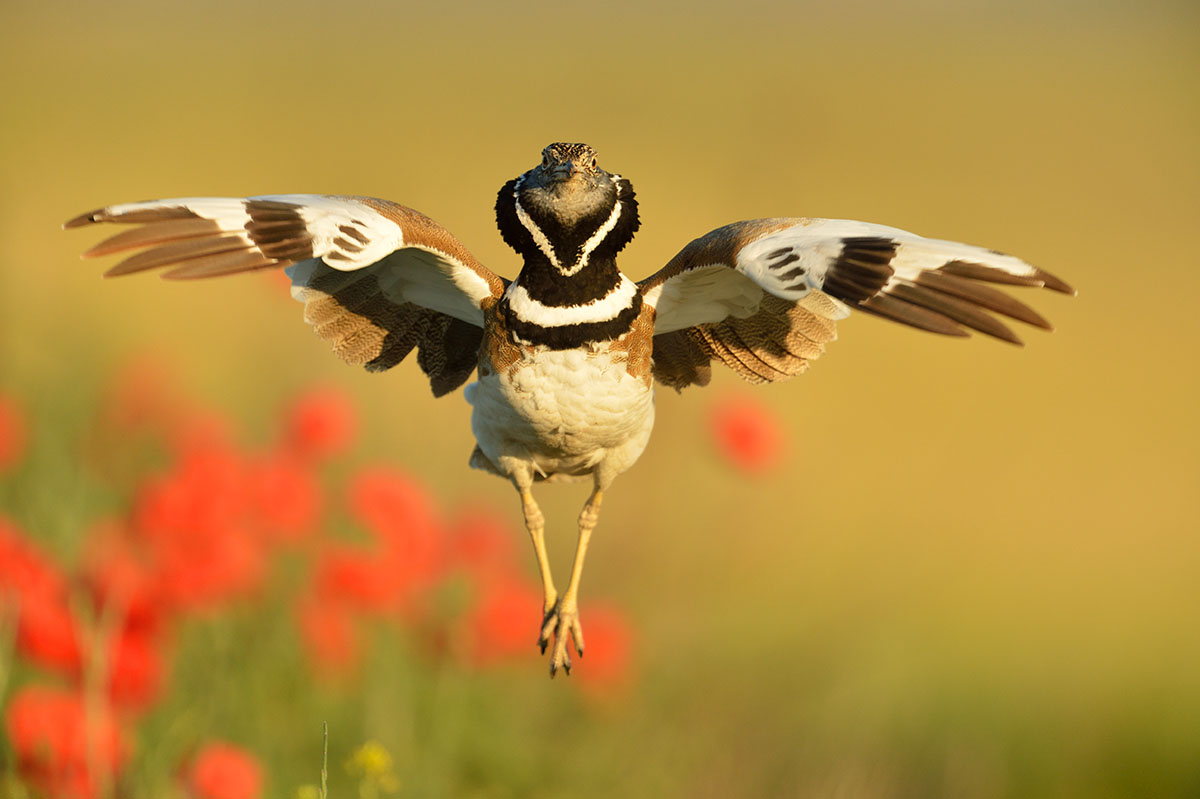 Pretty Little bustard