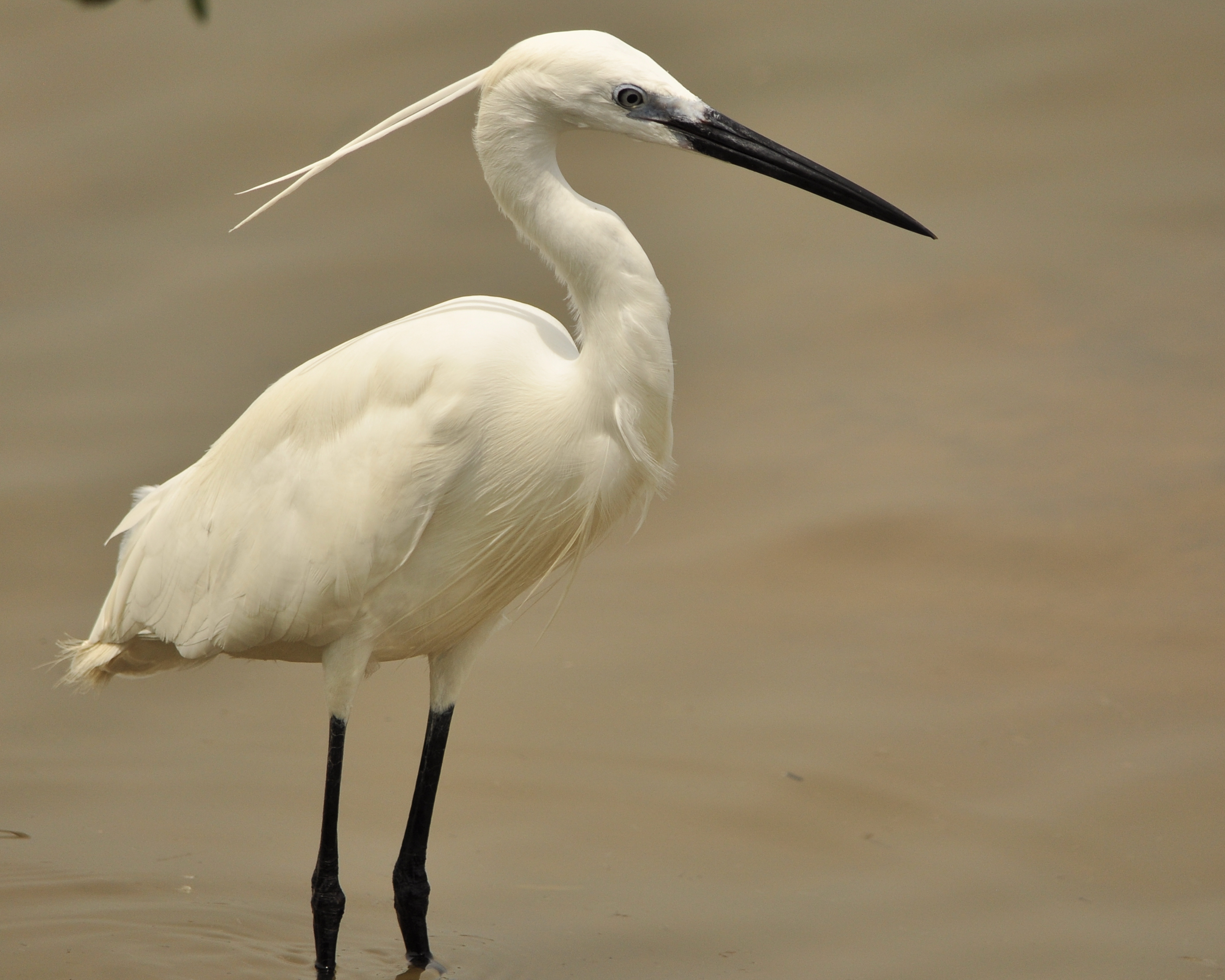 Little egret