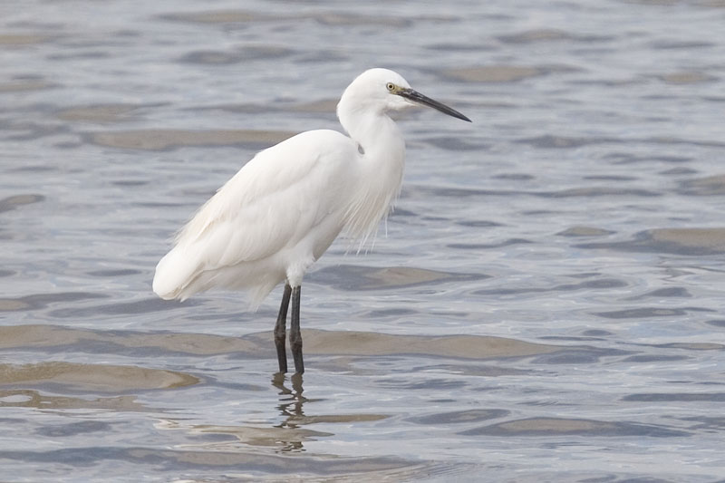 Pretty Little egret