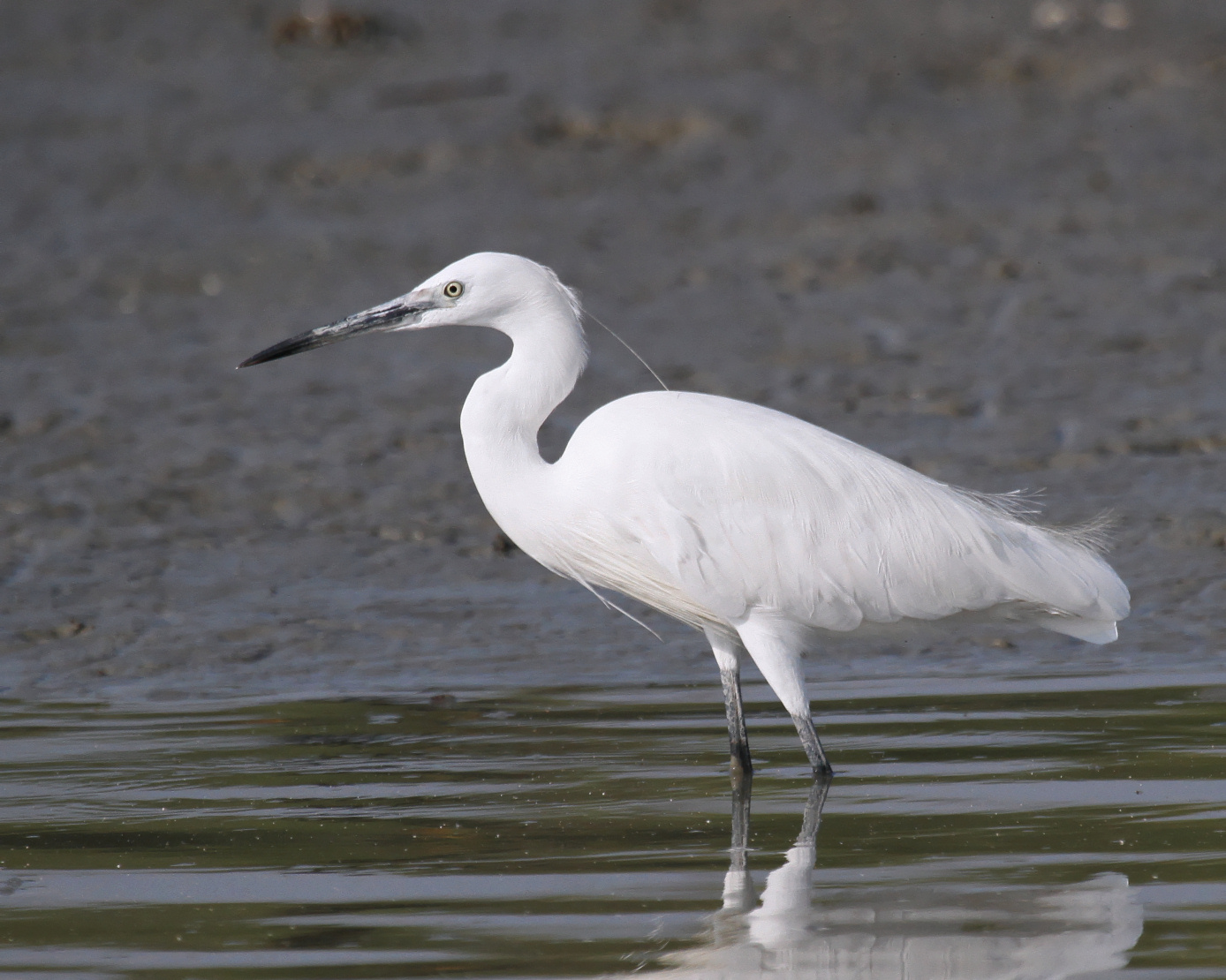 Pretty Little egret