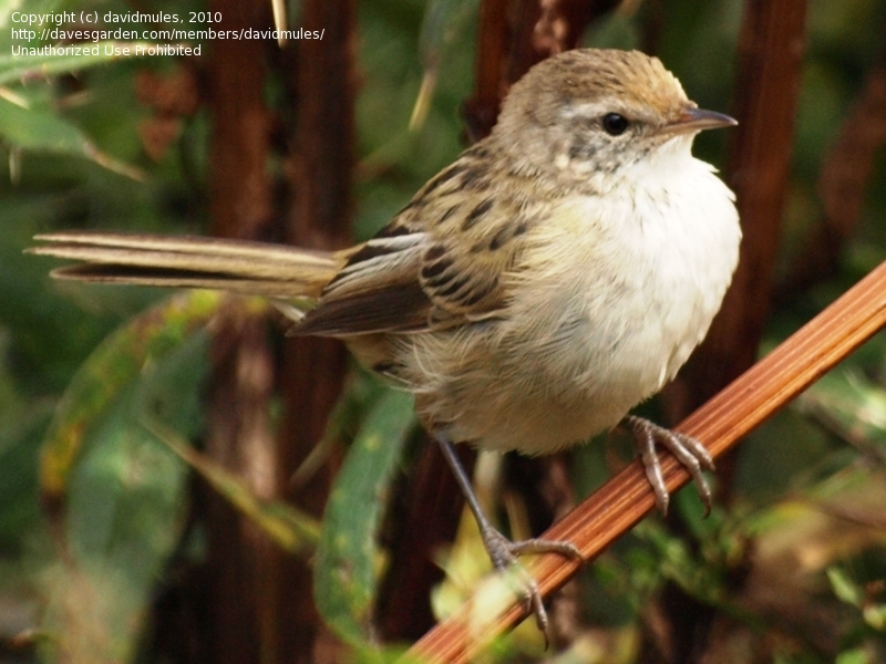 Little grassbird