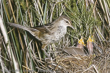 Pretty Little grassbird