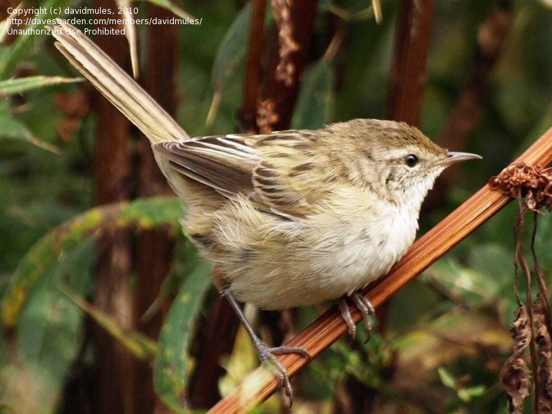 Pretty Little grassbird