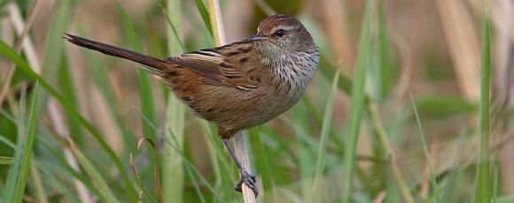 Pretty Little grassbird