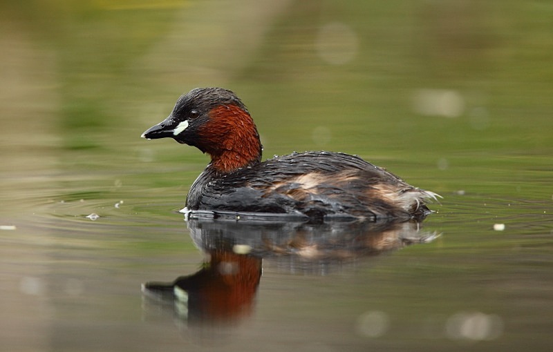 Little grebe