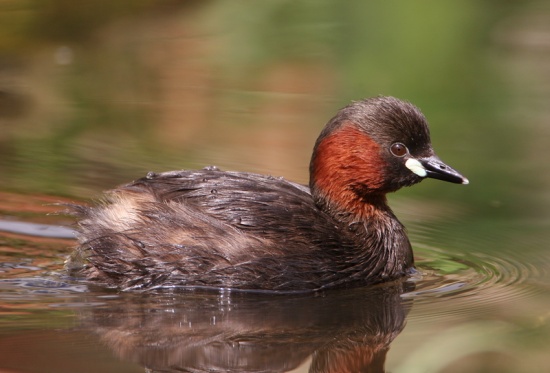 Pretty Little grebe