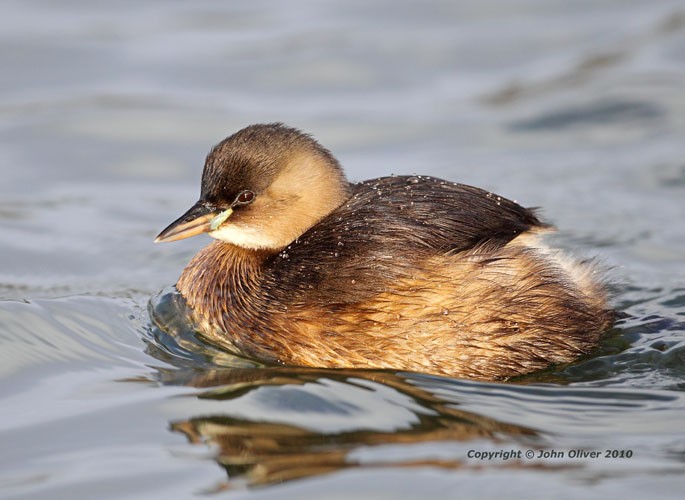Pretty Little grebe