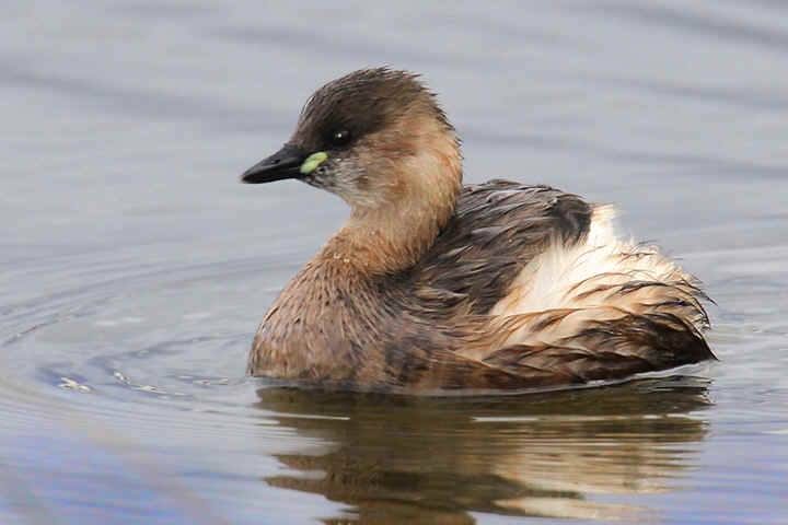 Pretty Little grebe