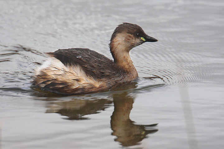 Pretty Little grebe