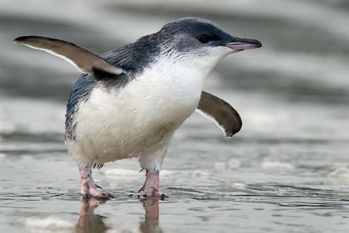Little penguin