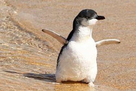 Pretty Little penguin