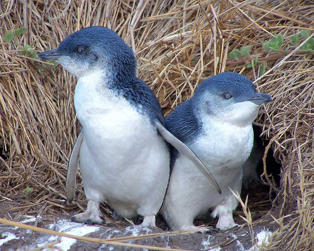 Pretty Little penguin