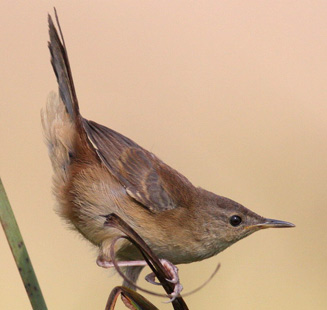 Little rush warbler