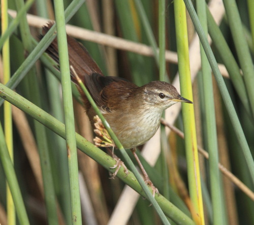 Pretty Little rush warbler