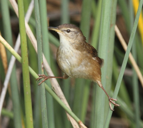 Pretty Little rush warbler