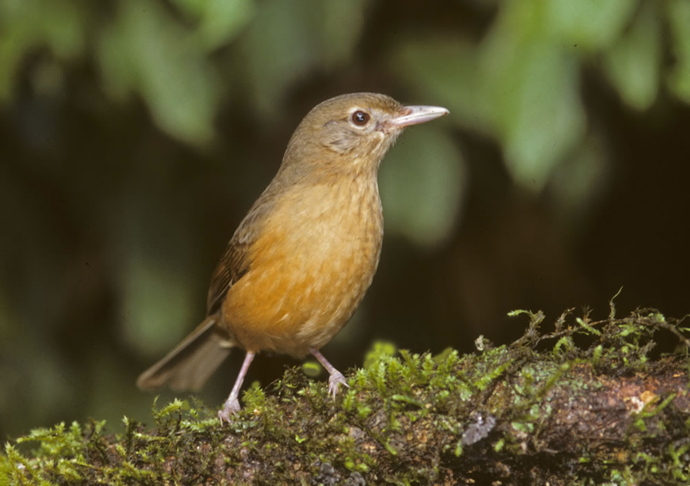Little shrike-thrush