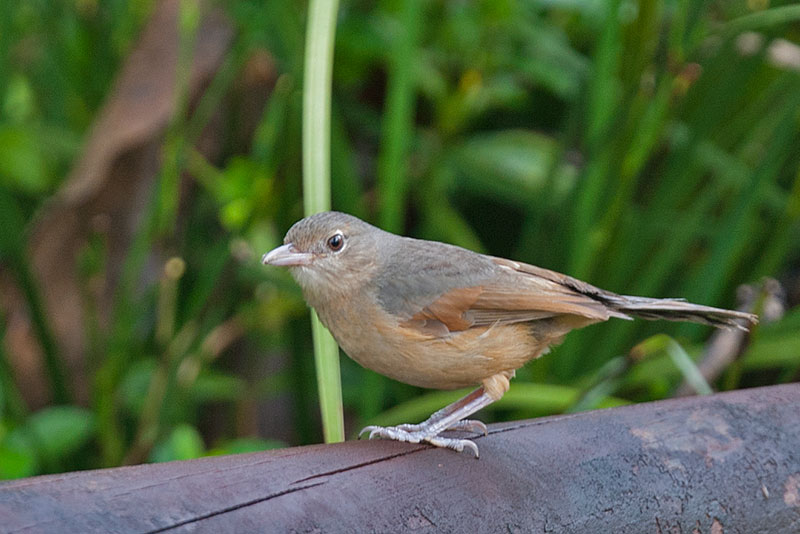 Pretty Little shrike-thrush