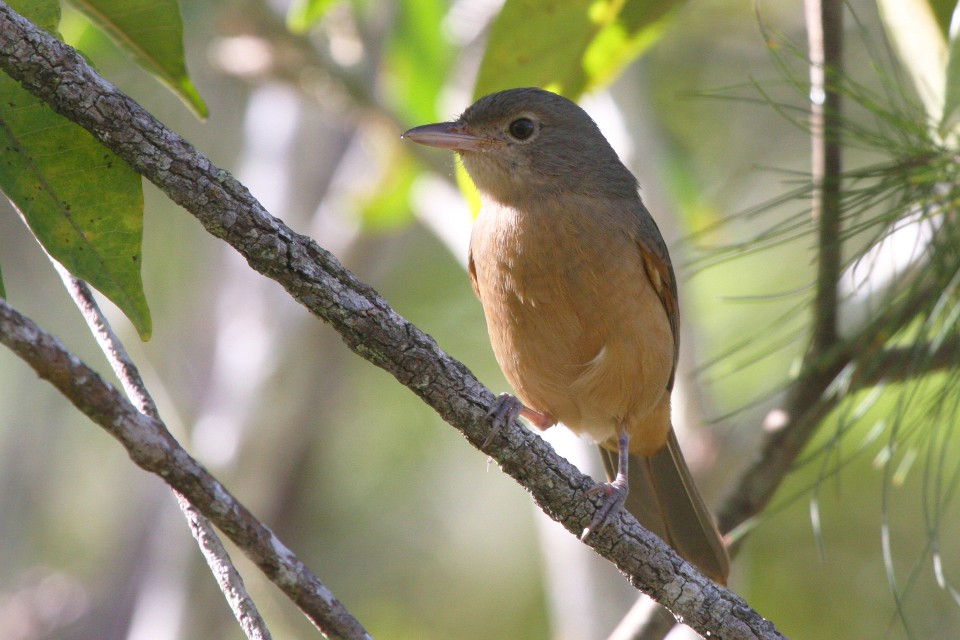 Pretty Little shrike-thrush