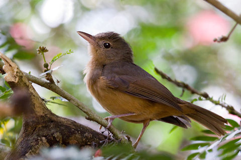 Pretty Little shrike-thrush