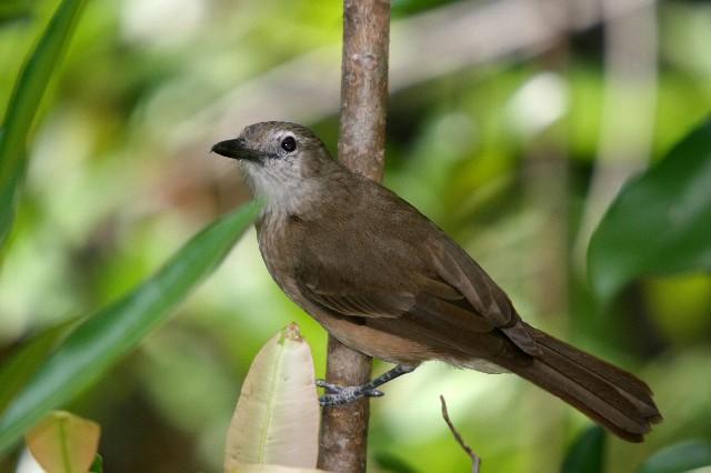 Pretty Little shrike-thrush