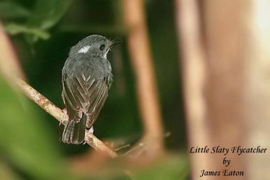 Little slaty flycatcher