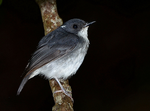 Pretty Little slaty flycatcher
