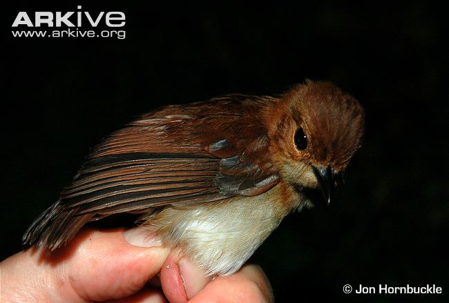 Pretty Little slaty flycatcher