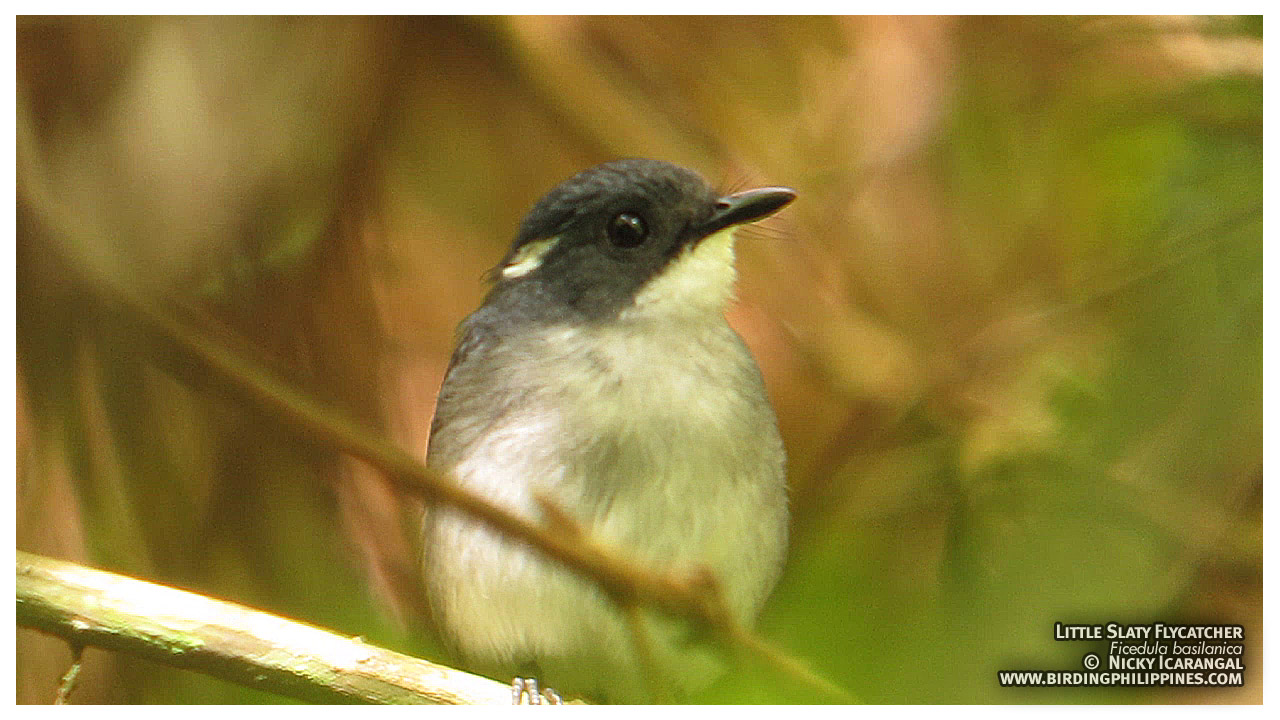 Pretty Little slaty flycatcher