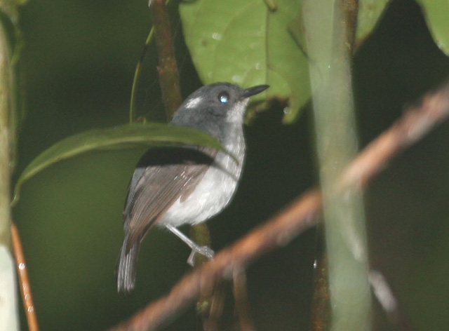 Pretty Little slaty flycatcher