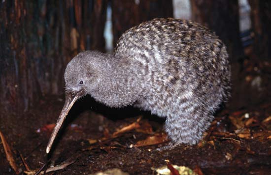 Little spotted kiwi