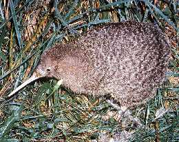 Pretty Little spotted kiwi
