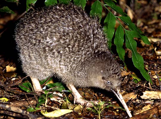 Pretty Little spotted kiwi
