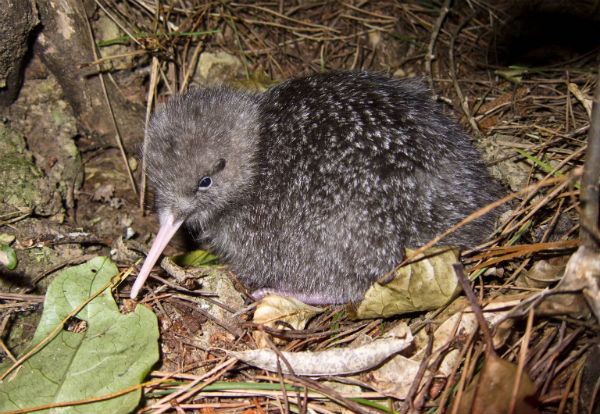 Pretty Little spotted kiwi