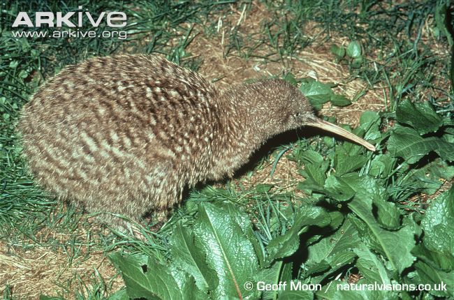Pretty Little spotted kiwi