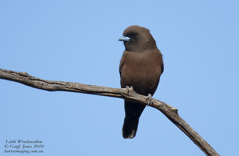 Little woodswallow