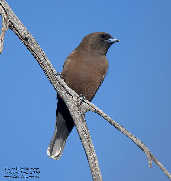 Pretty Little woodswallow