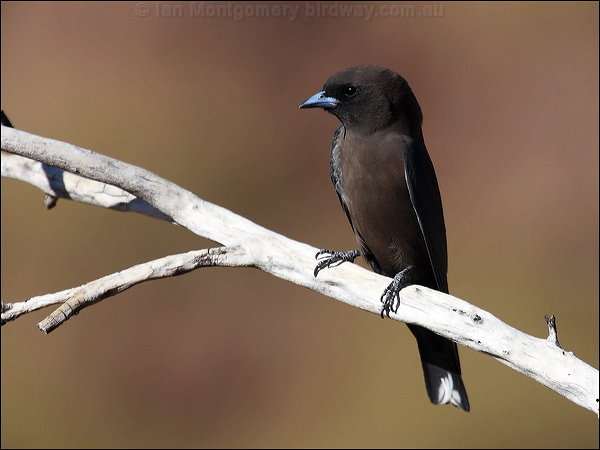 Pretty Little woodswallow