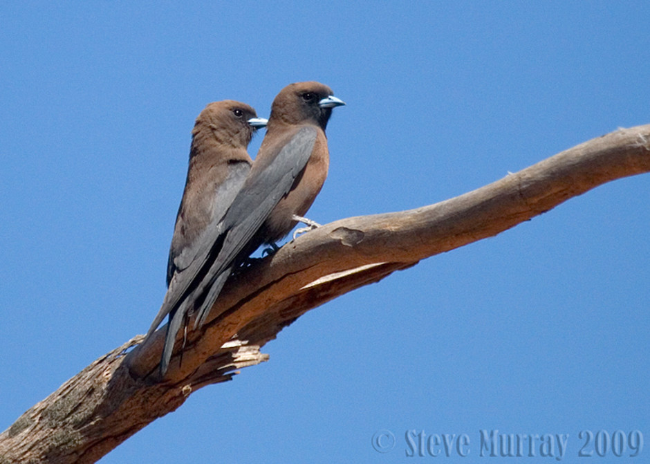 Pretty Little woodswallow