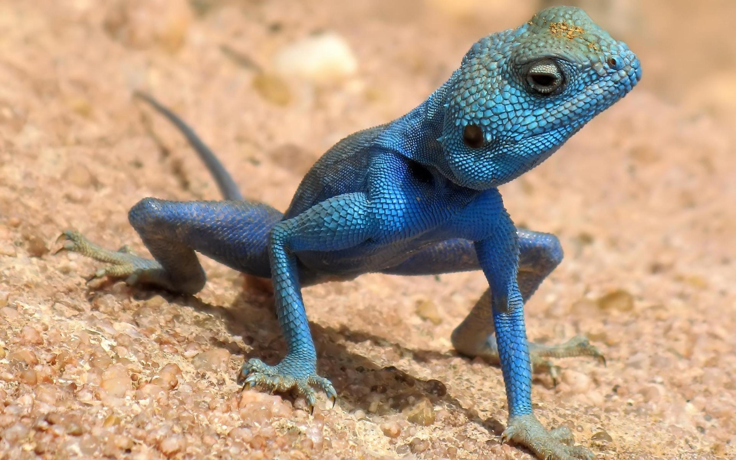 Nice Lizard