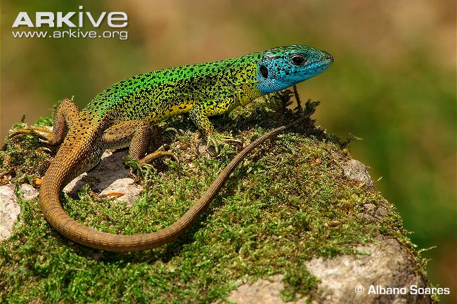 Cool Lizard