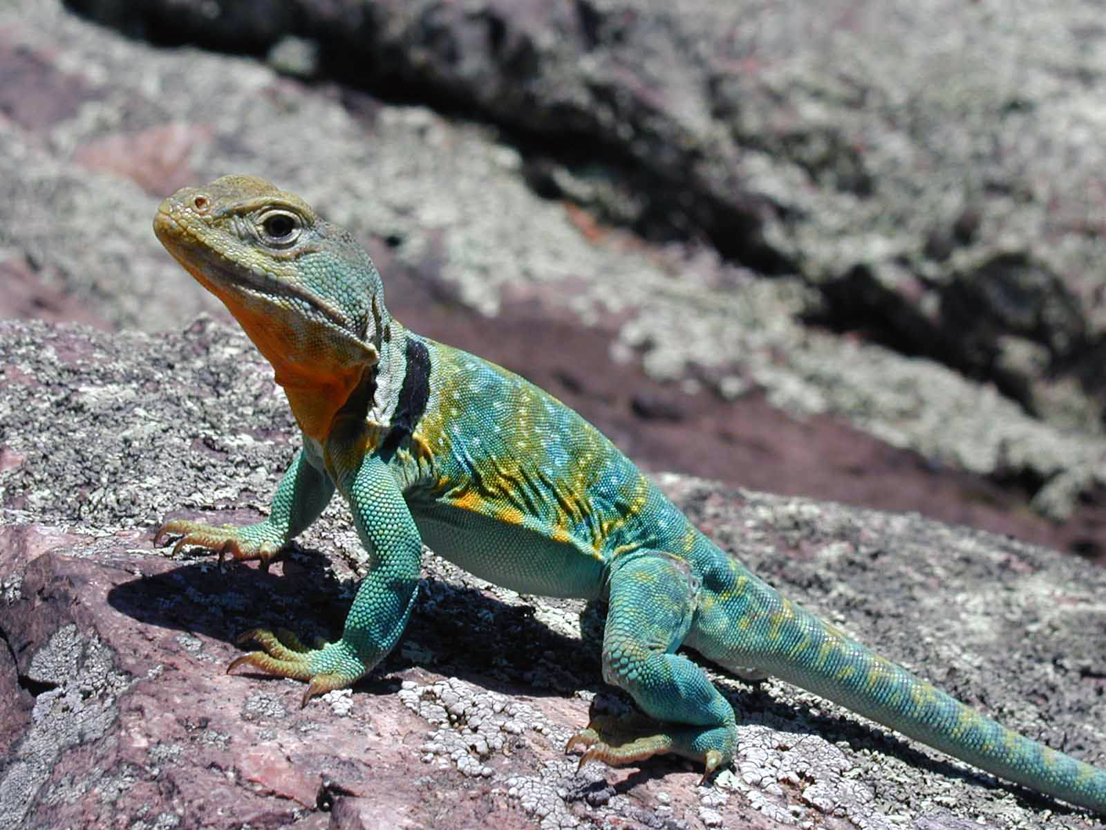 Pretty Lizard