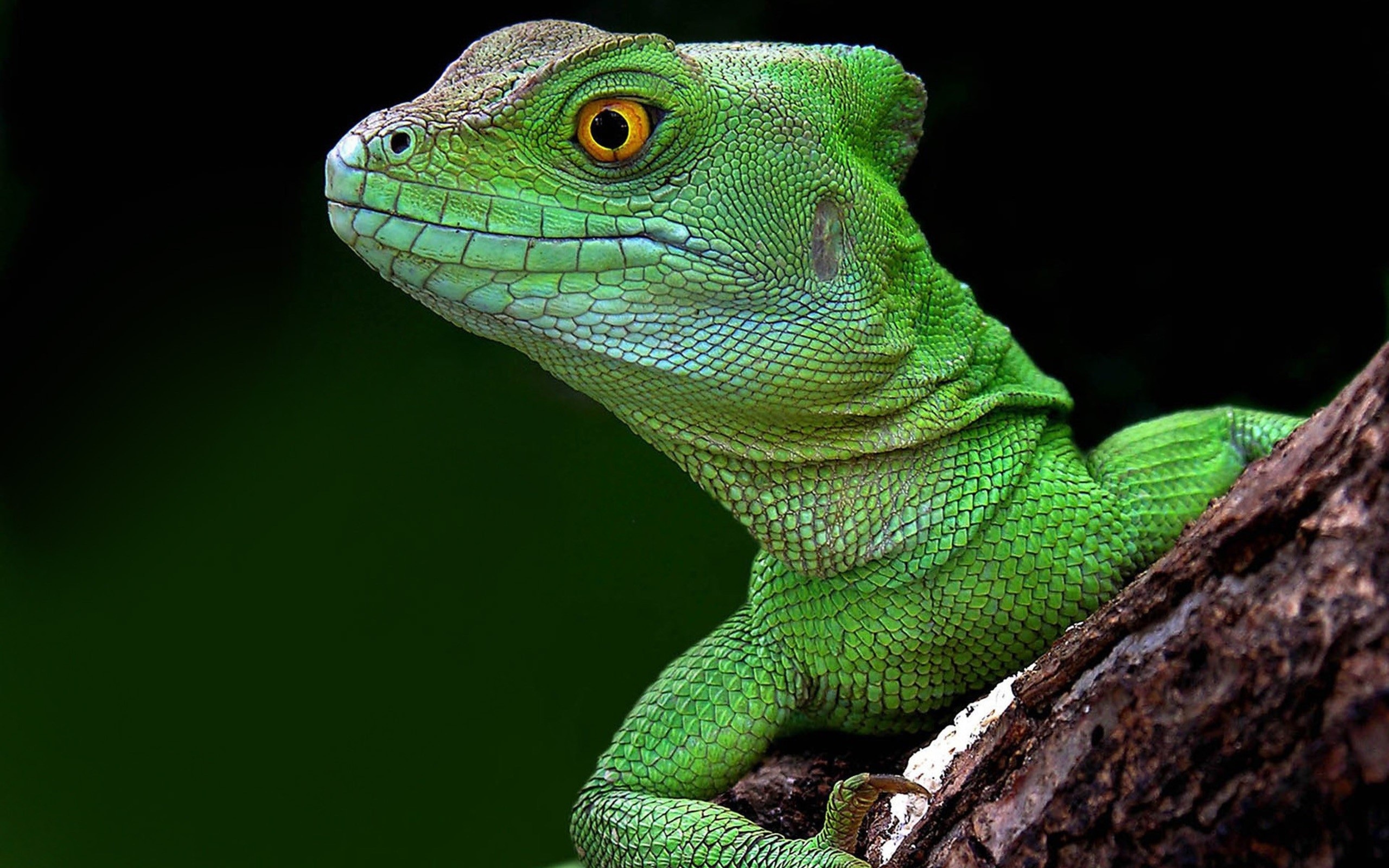 Cute Lizard