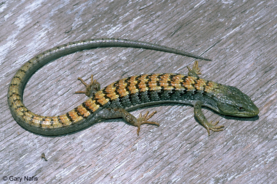 Wallpaper Lizard