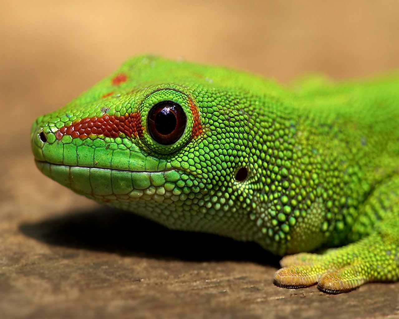 Photo Lizard