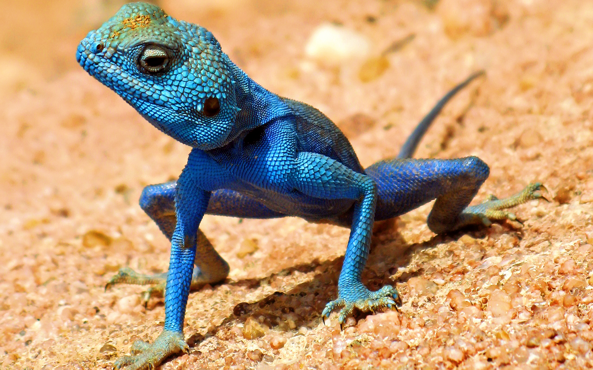 Lizard photo 