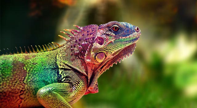 Lizard wallpaper
