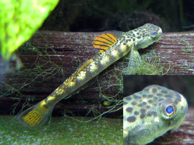 Pretty Loach goby