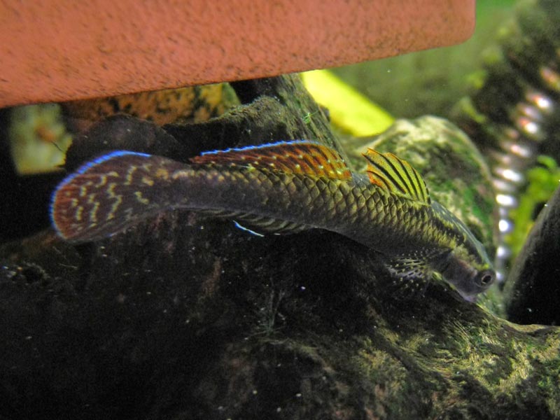 Pretty Loach goby