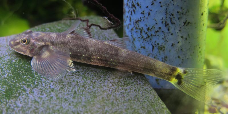 Pretty Loach goby